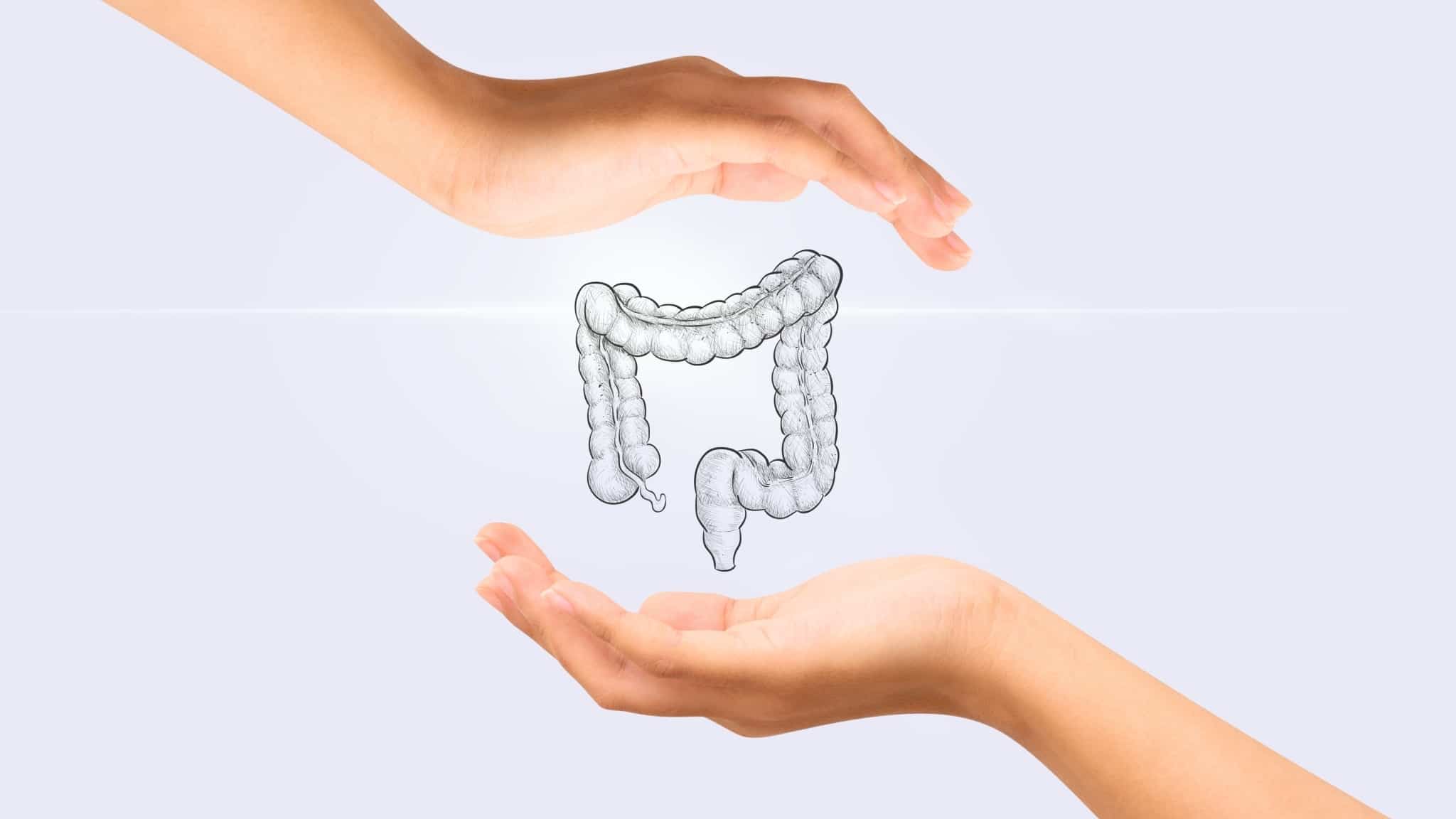 optimierte Darm Gesundheit Darm zwischen Händen gesunde Darmflora